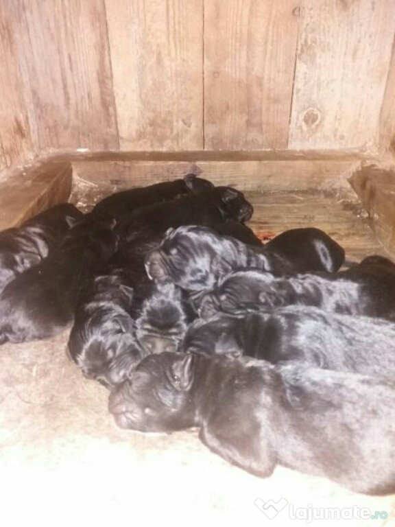 Catei cane corso forte cuminti rasa pura