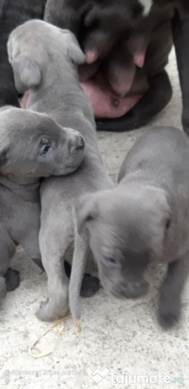 Puiuți Cane Corso