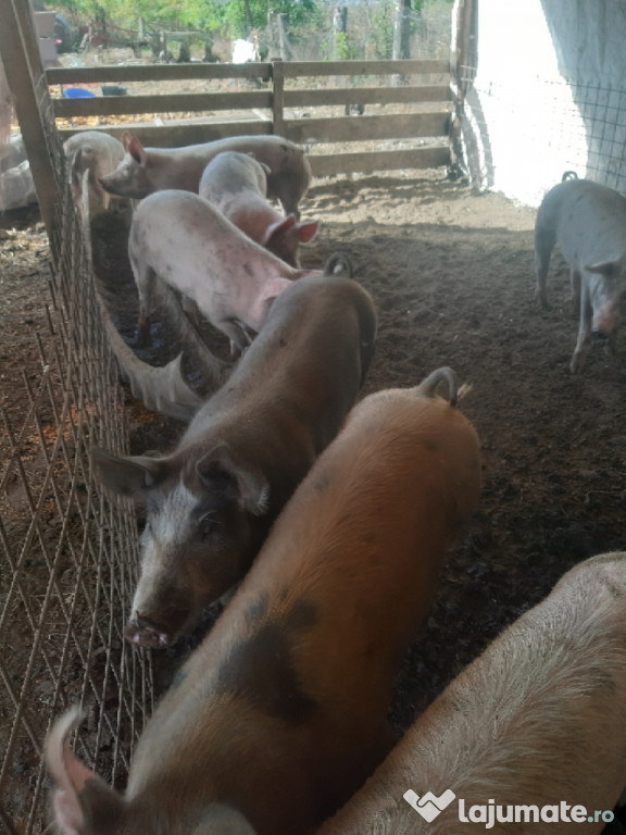 Ofer sau schimb porci