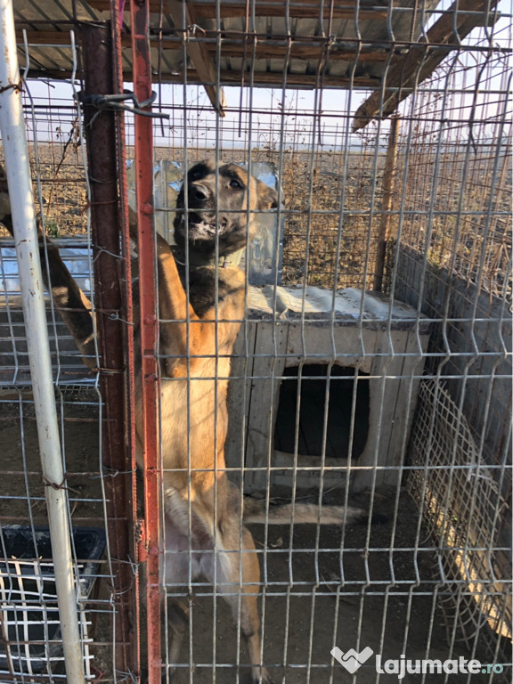 Ciobanesc Malinois Belgian