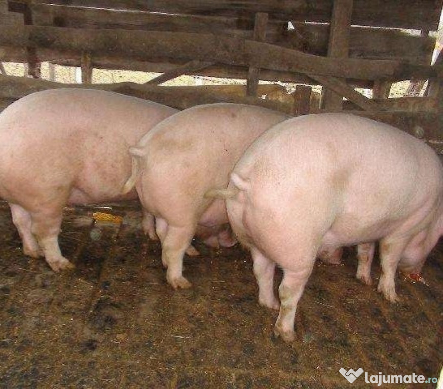 Porc peste 200 kg