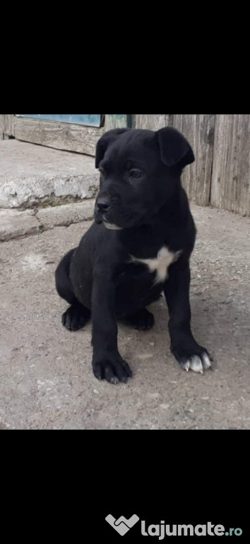 Femela Cane corso