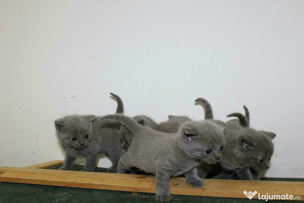 Adoptie British Shorthair Pisici