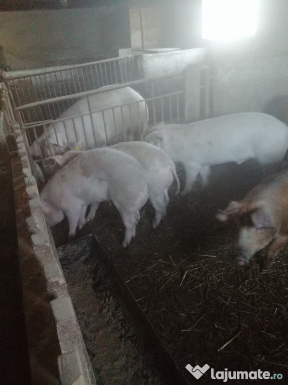 Moara porci