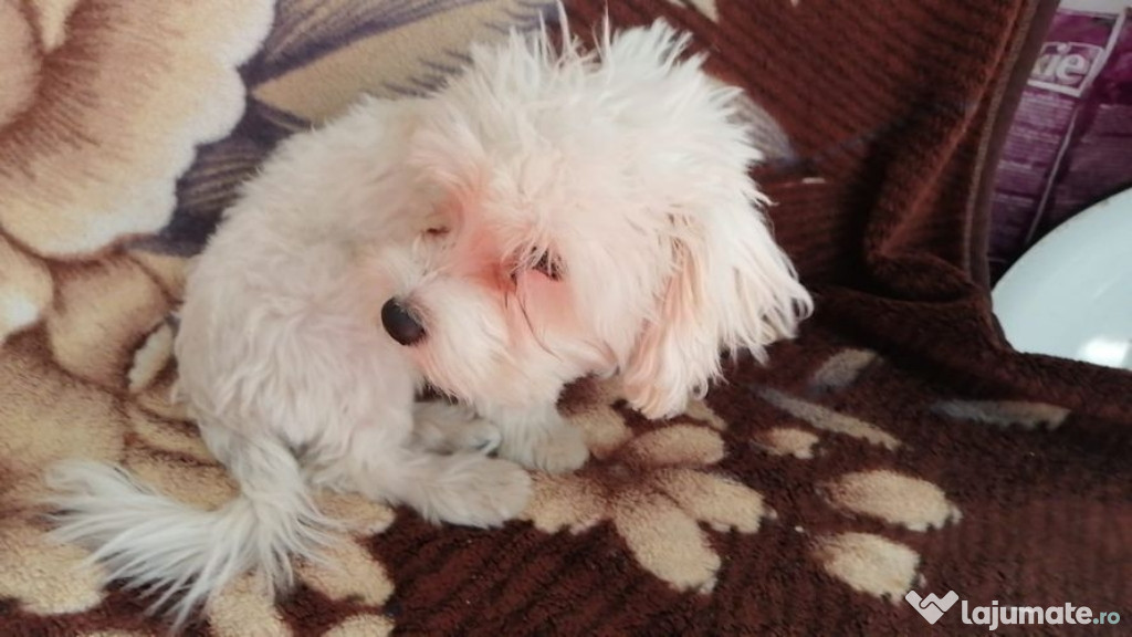 Catelusa bichon maltez