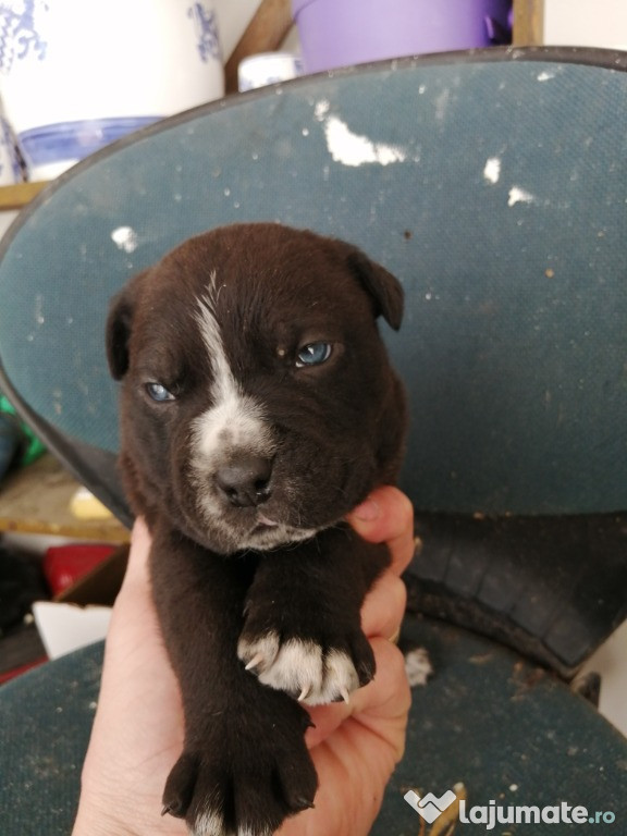 Caței Cane Corso