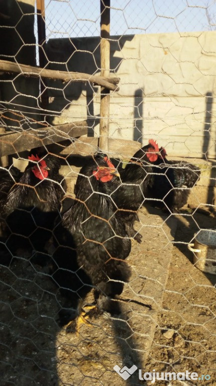 Păsări COCHINCHINA URIAŞ. Găini şi cocoşi.