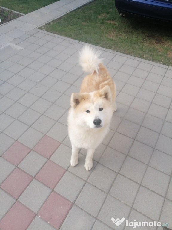 Akita Inu