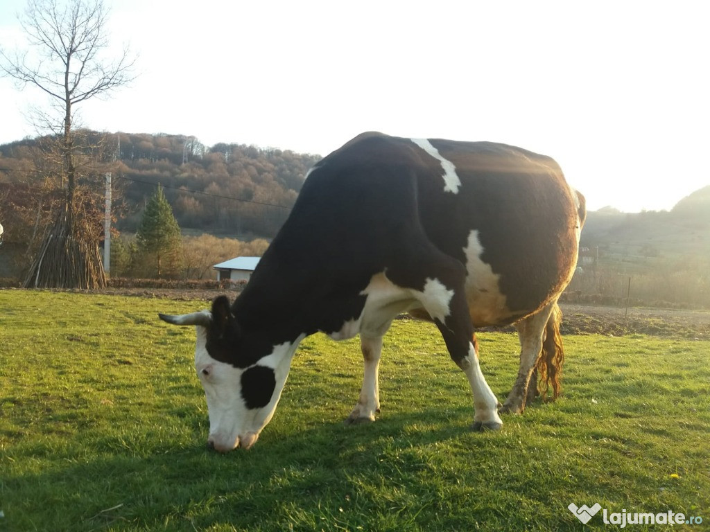 Vaca de lapte-baltata romaneasca