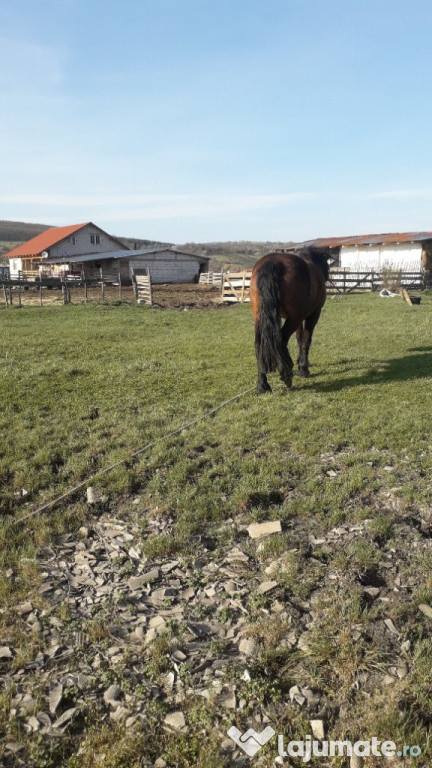 Iapa blanda si tragace, in mai face 4 ani