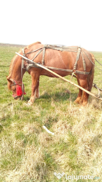 Iapă semigreu românesc