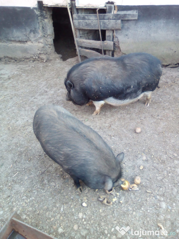 Porci vietnamezi