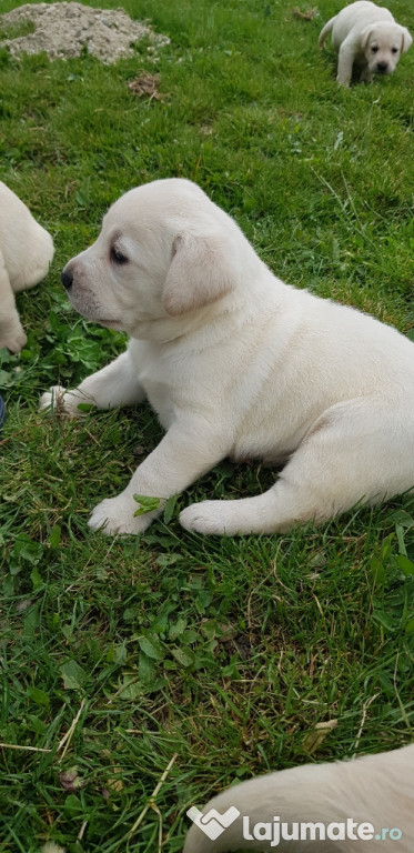Labradori albi si crem