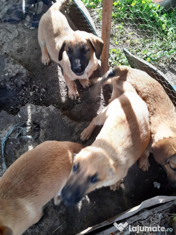 Câini belgian malinois