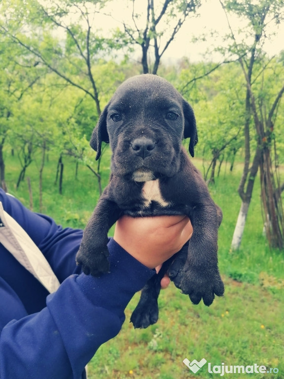 Pui Cane Corso