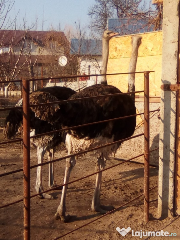 Struți