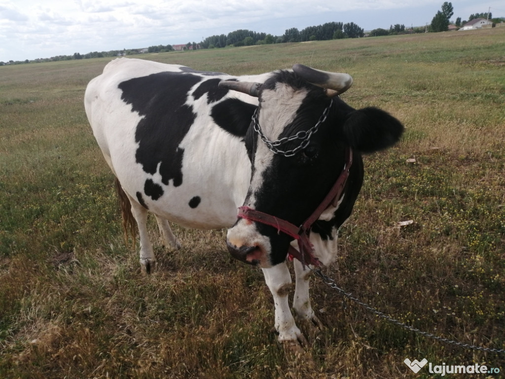 Vaca gestanta în 9 luni