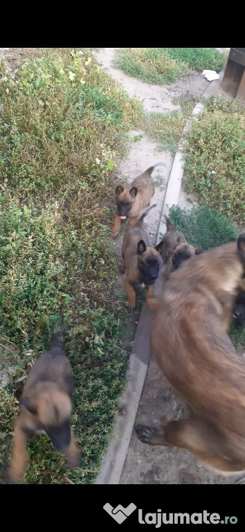 Pui Belgian Malinois Rasă Pură