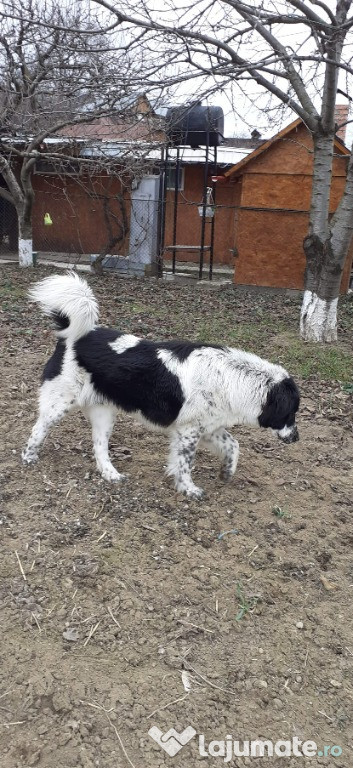 Caine Ciobanesc carpatin de Bucovina( mascul)