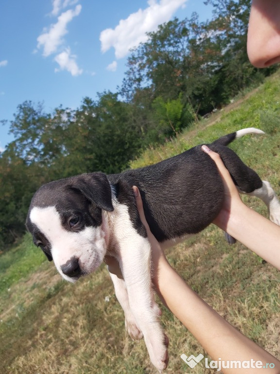 Căței amstaff