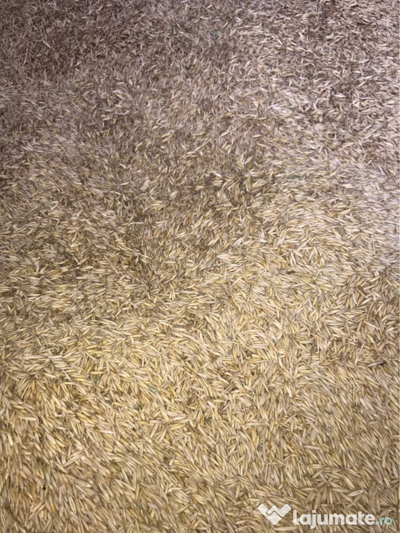 Ovăz producție proprie 2020