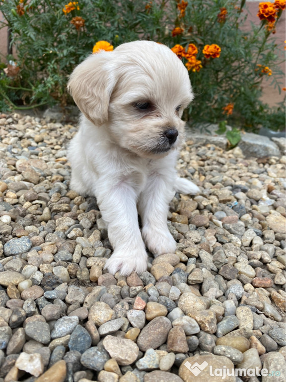 Căței Bichon Maltez