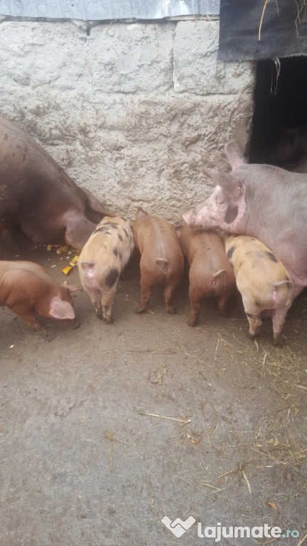 Purcei duroc cu pietrain