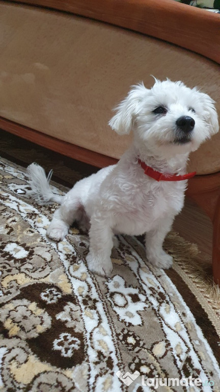 Bichon Maltez