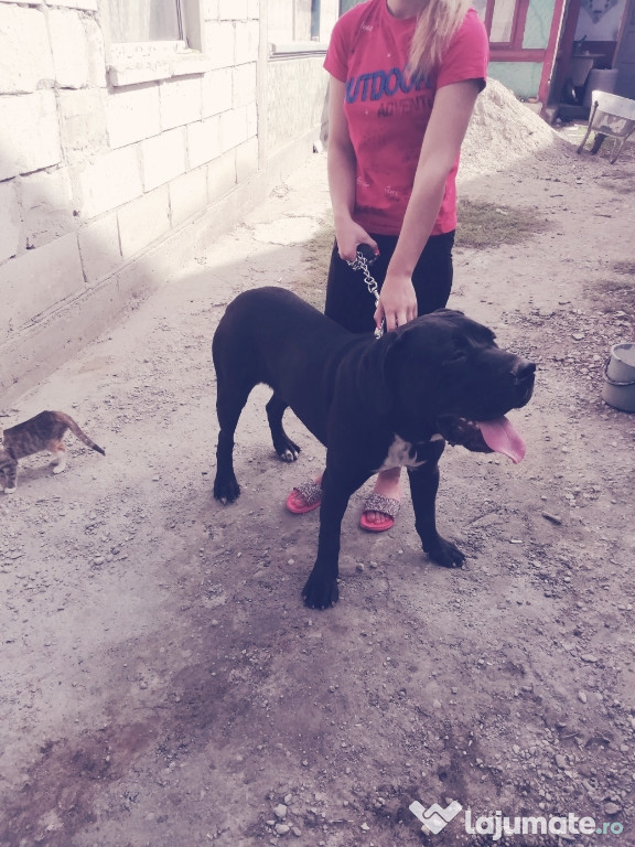 Cane corso mascul