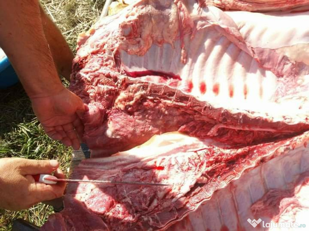 Porci