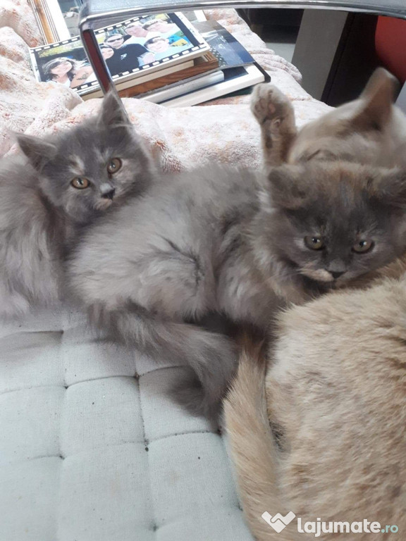 Pisicuti British Longhair