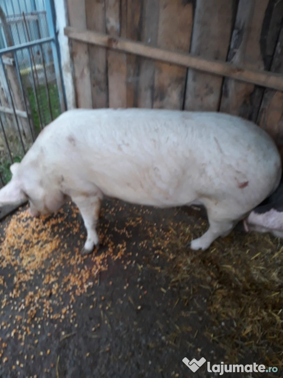 Porc - 140kg