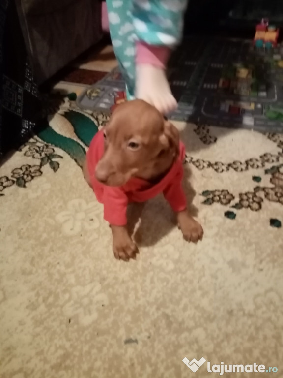 Căței vizsla maghiara