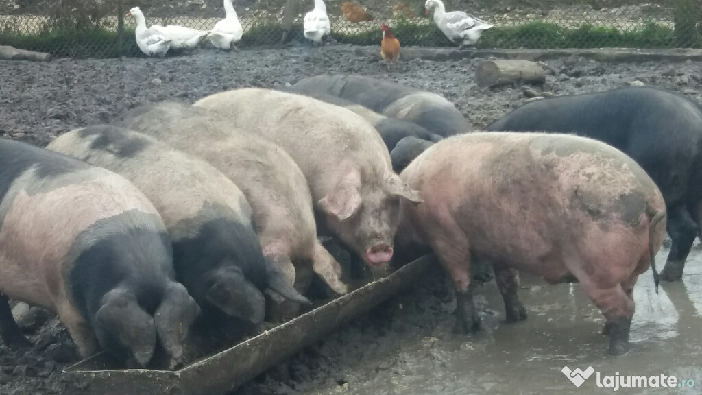 Porci