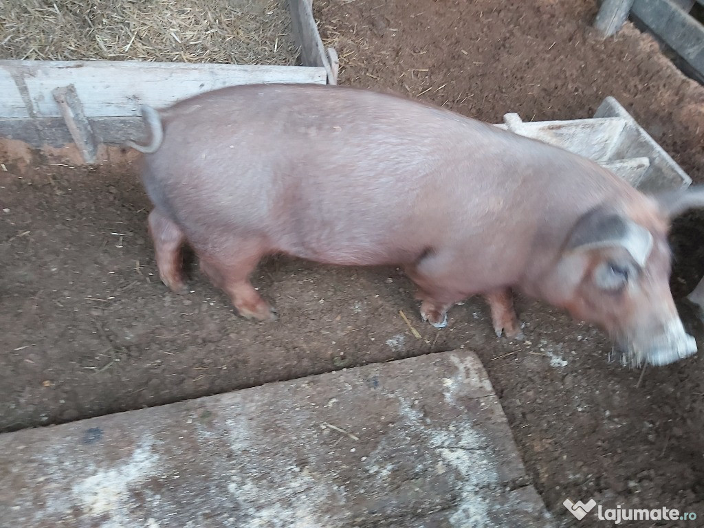 Purcel duroc