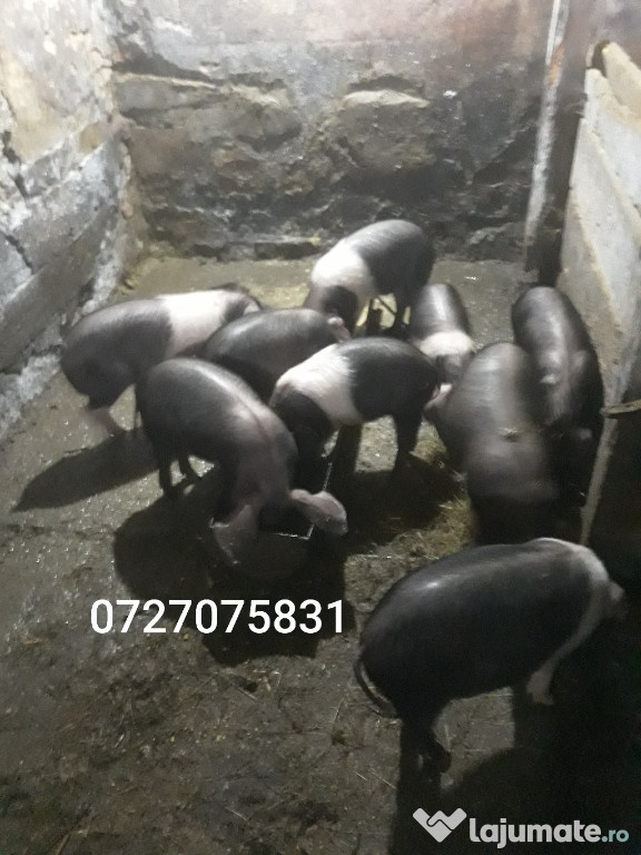 Animale mari și mici