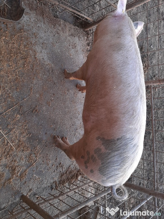 Porc 12 lei kg
