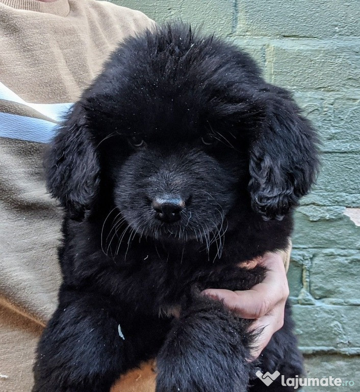 Newfoundland Puppies available now.