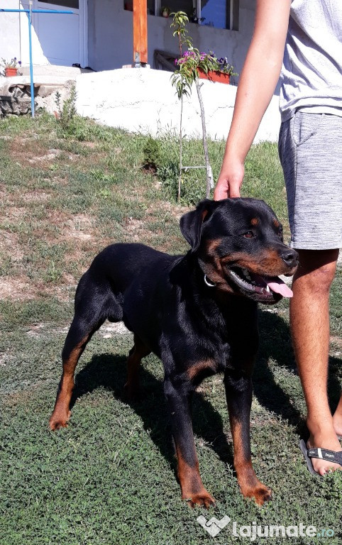 Rottweiler