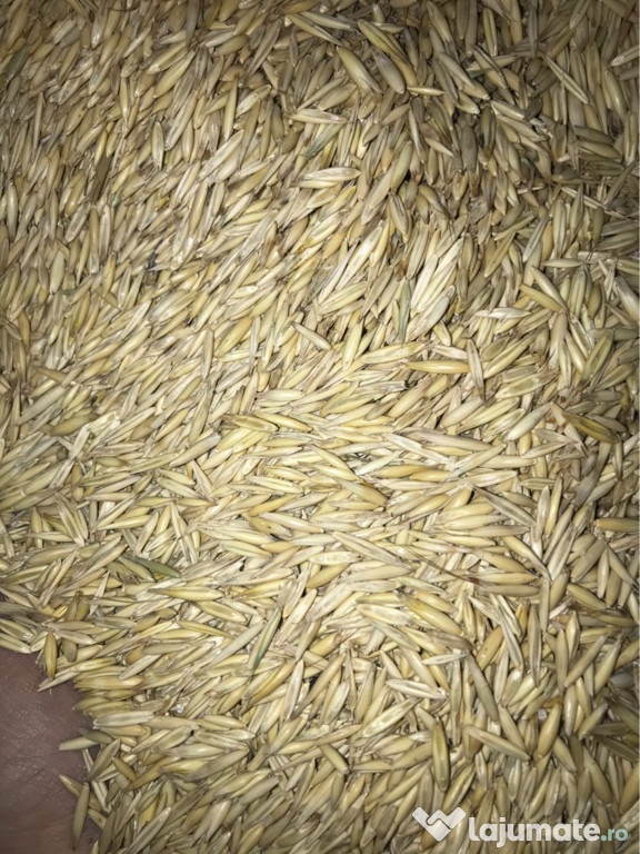 Ovăz producție proprie recolta anului 2020