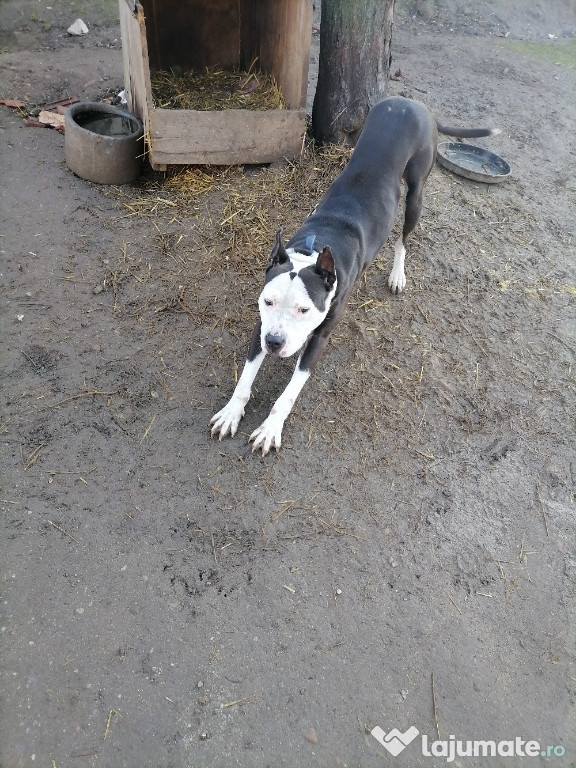 Amstaff