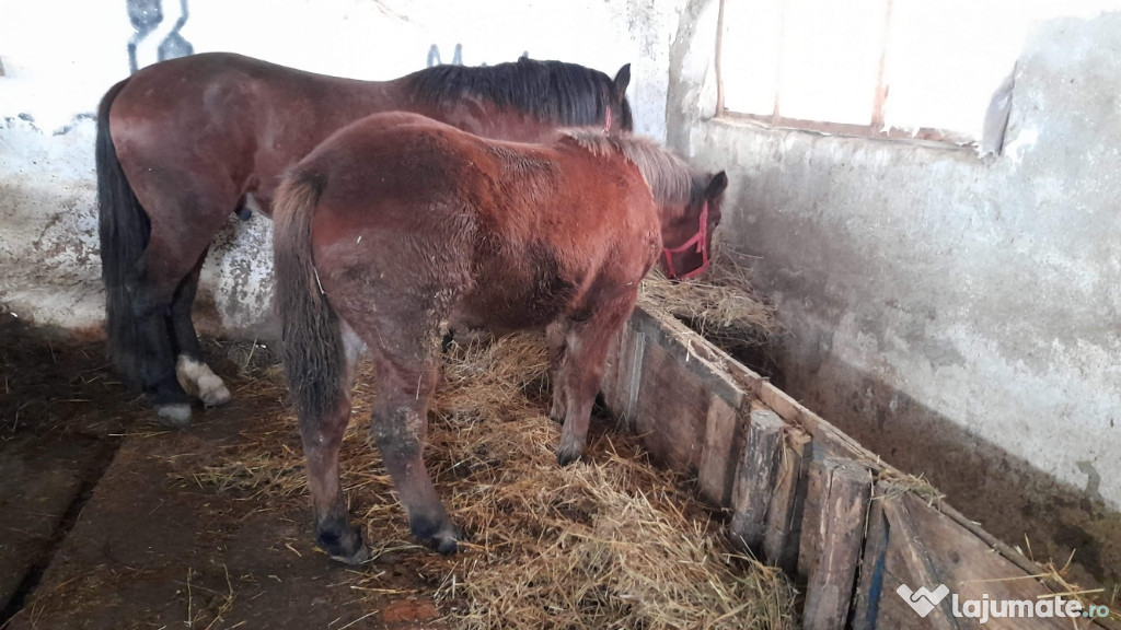 Manza de 6 luni semi-grea