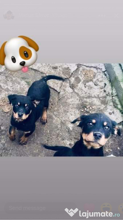 Pui rottweiler