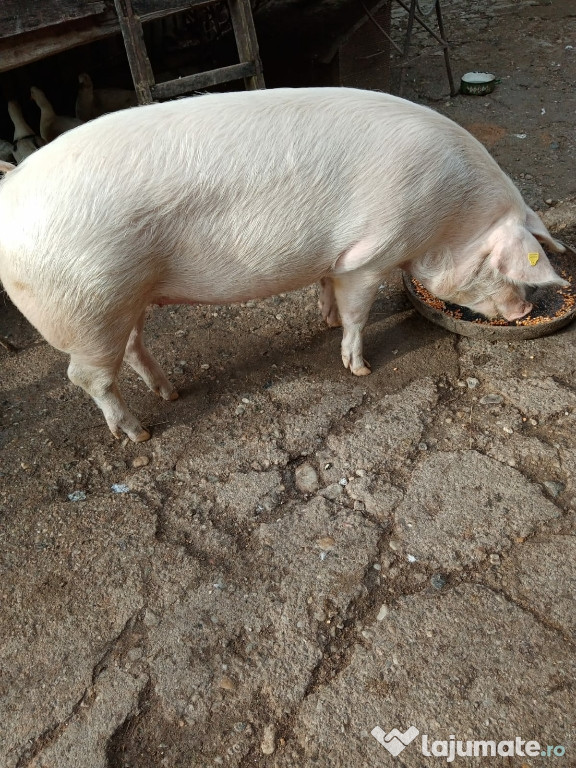 Porci