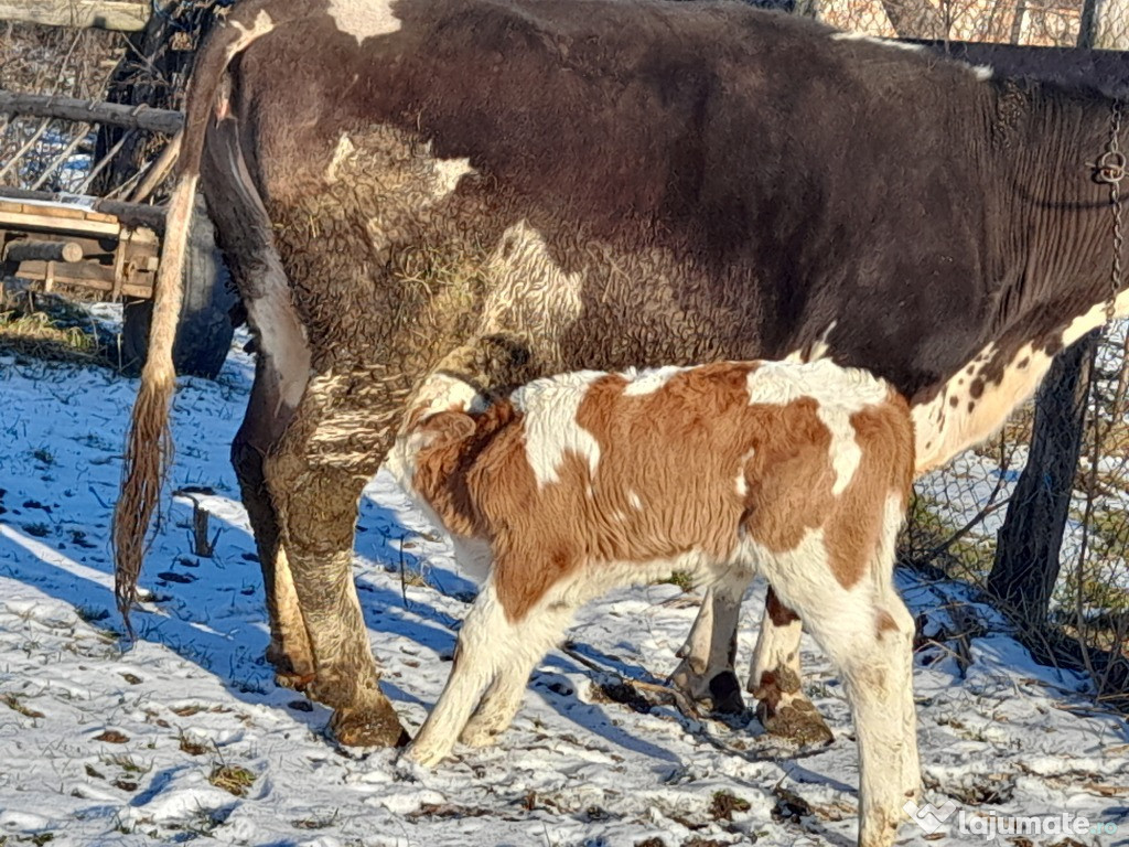 Vaca Devanzare Baltata Romaneasca