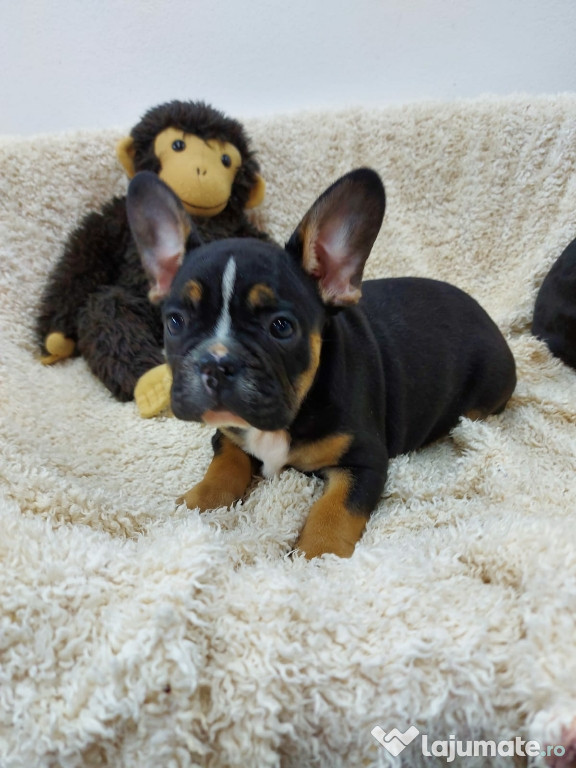 Bulldog francez BLACK and tan