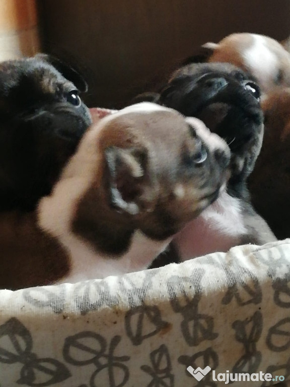 Disponibili căței buldog