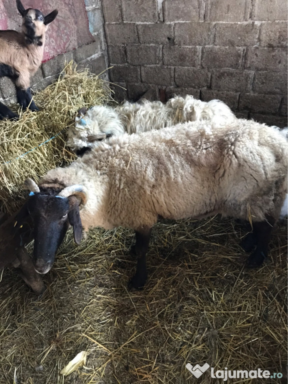 Oaia superba de rasa