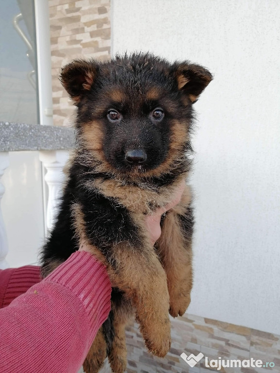 Pui ciobănesc german