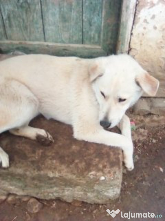 Câine vârstă:7 luni,gen: mascul,talie:mare este foarte blând